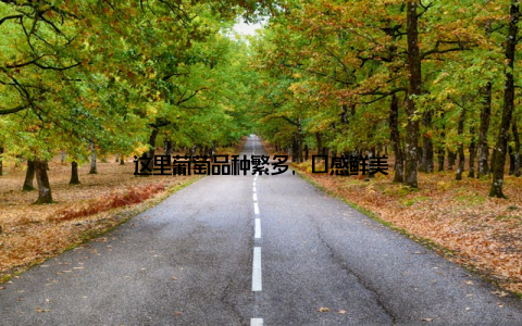 这里葡萄品种繁多, 口感鲜美